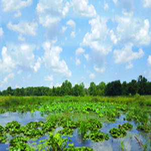 Biebrza River Wildlife Refuge, Poland, OH